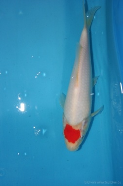 Tancho Kohaku Nr. 11