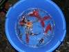 aoki-koi1.jpg