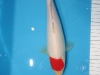 Tancho Kohaku Nr. 10