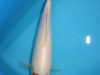 Tancho Kohaku Nr. 12