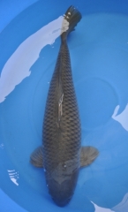 Kob-sp01