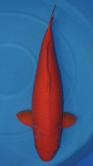 Kob-sp02