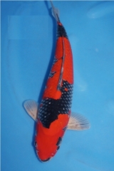 Kob-sp06