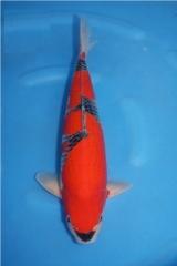 Kob-sp07