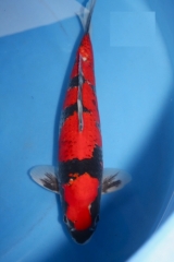 Kob-sp10