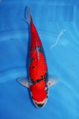 Kob-sp11