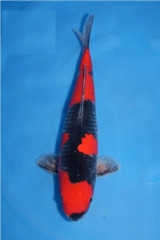 Kob-sp05