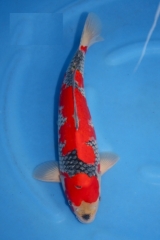 Kob-sp08