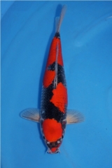 Kob-sp09