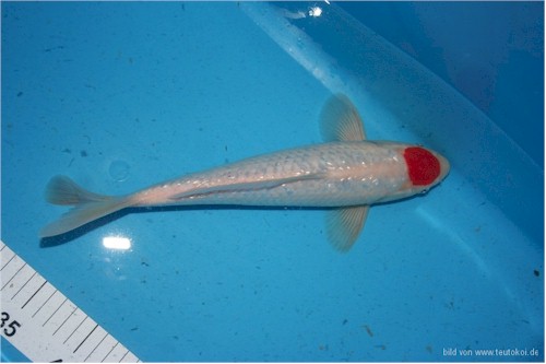 maruju-ginrin-tancho-kohaku2 2 Ginrin Tancho Kohaku im Mix