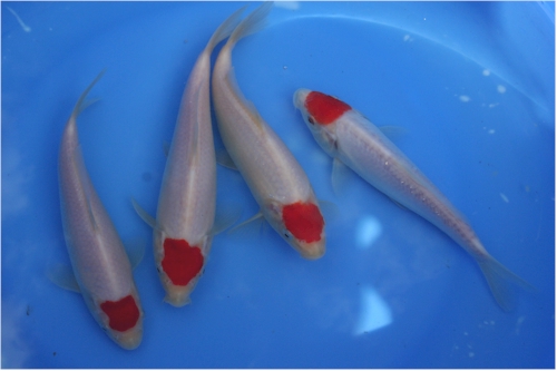 tancho-kohaku-2 einige Tancho aus dem Tosai Becken
